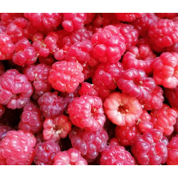 Raspberries, Frozen 500g